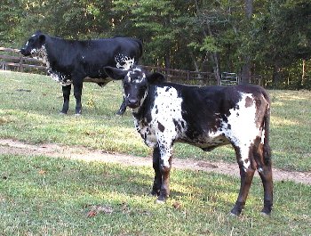 First Cross Beefmaster heifers