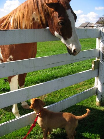puppy with horse