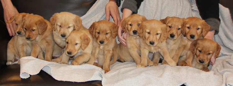 10 puppies, 6 weeks
