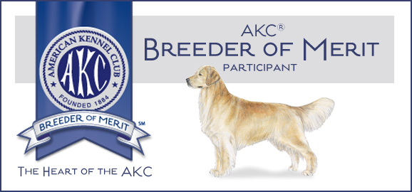 Fern Hill Golden Retrievers is an AKC Breeder of Merit