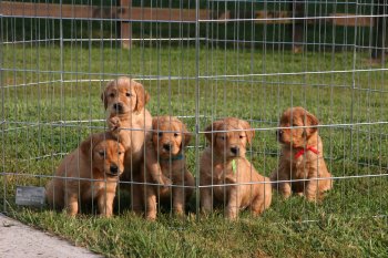 Puppies in outdoor pen