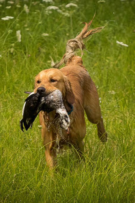 Jake, JH Hunt Test, July 2016