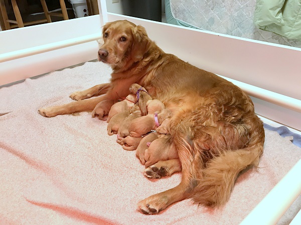 Mom and puppies