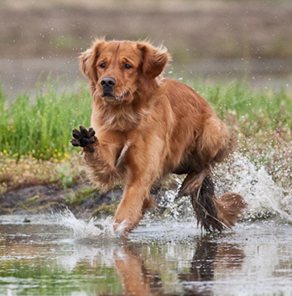 Golden store retriever stud