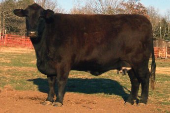 Fern Hill Beefmasters Bulls