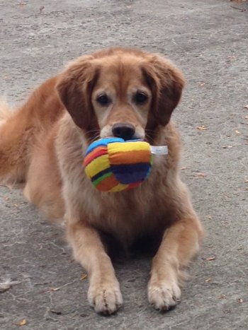 Sedona with toy, October 2013