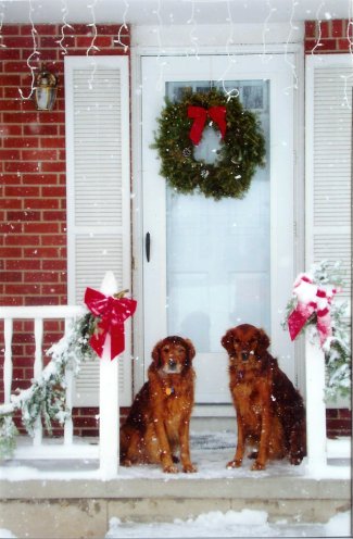 Golden retrievers on snowy porch