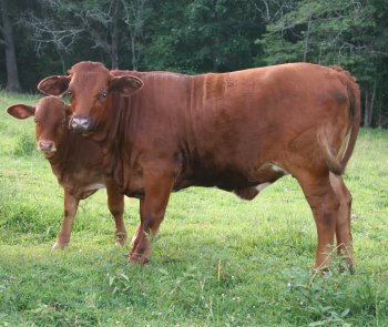PB heifer, 14 months