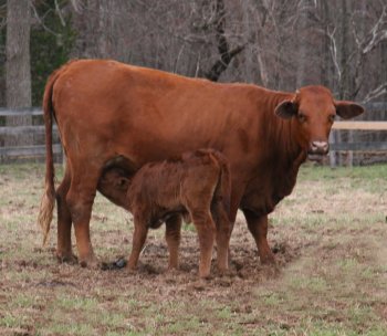 PB heifer with first calf