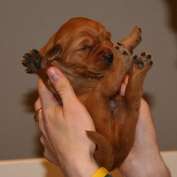 puppy in hands