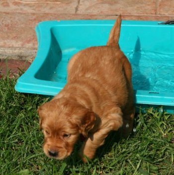 Apple puppy climbing out of wading pool