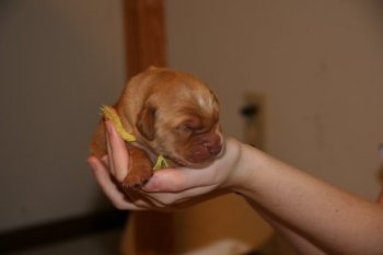 4-day old puppy