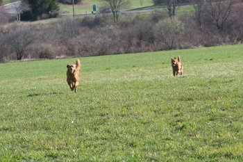 Barley and Molly running