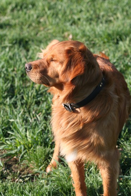 Barley in a high wind