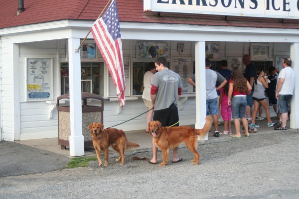 dogs at ice cream stand
