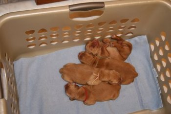 4-day old puppies in laundry basket