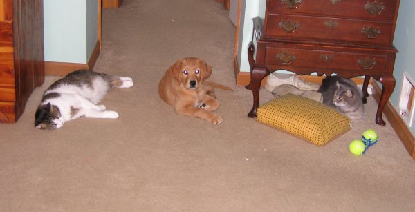 Beau with two cats