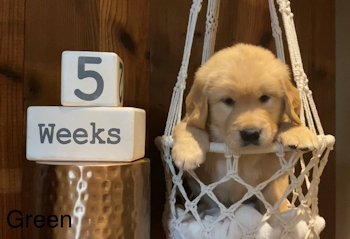 puppy at 5 weeks