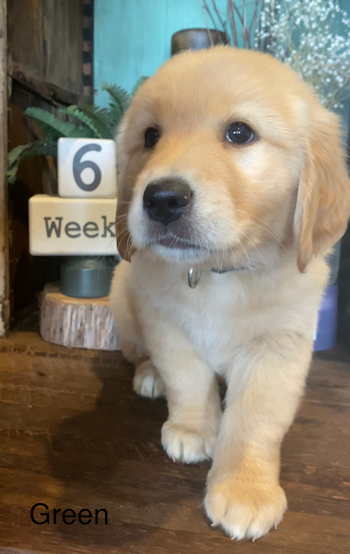 puppy at 6 weeks
