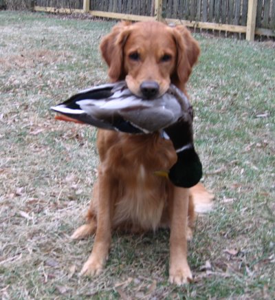 beau in hunting gear