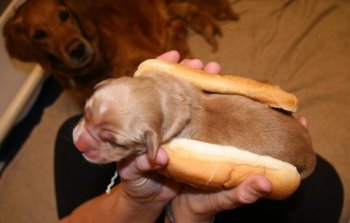 puppy in hotdog bun