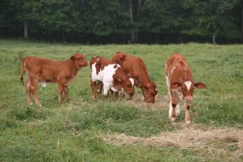 Purebred calves