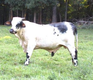 Purebred Beefmaster Bull