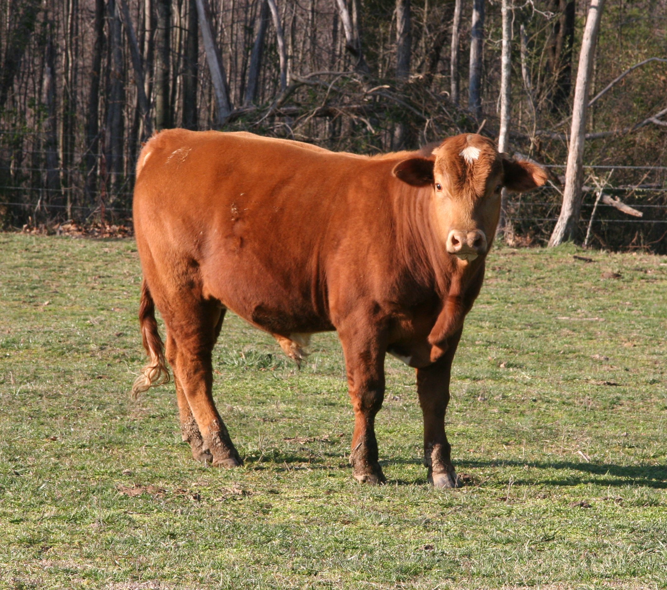 purebred bull,22 months