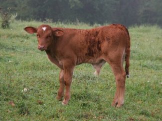 purebred bull, 1 month