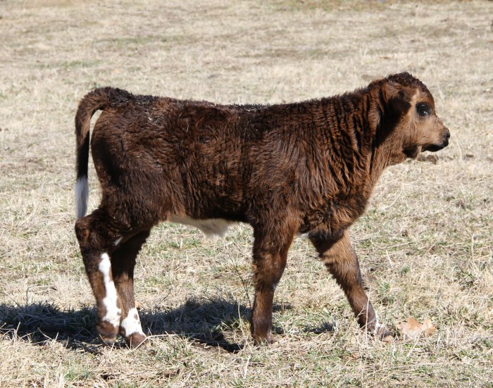 PB bull, 1 month