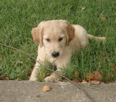 Cooper at home