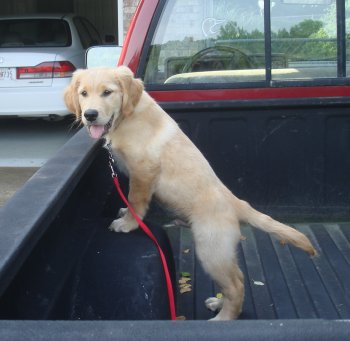 Cooper checks out the truck