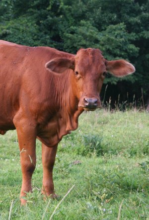 purebred heifer, 15 months