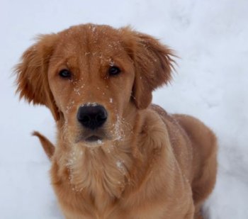 puppy in snow