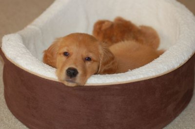 puppy in basket