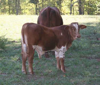 PB bull, 4 months