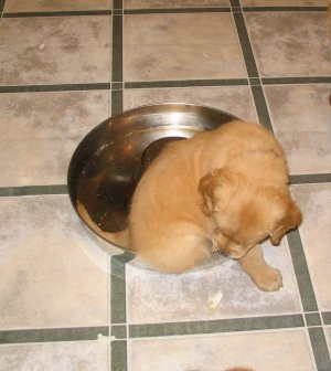 Pup in food dish, 6 weeks