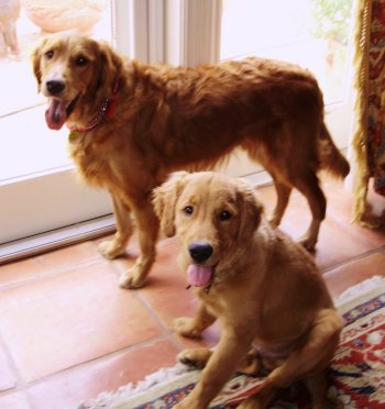 Two Fern Hill Goldens