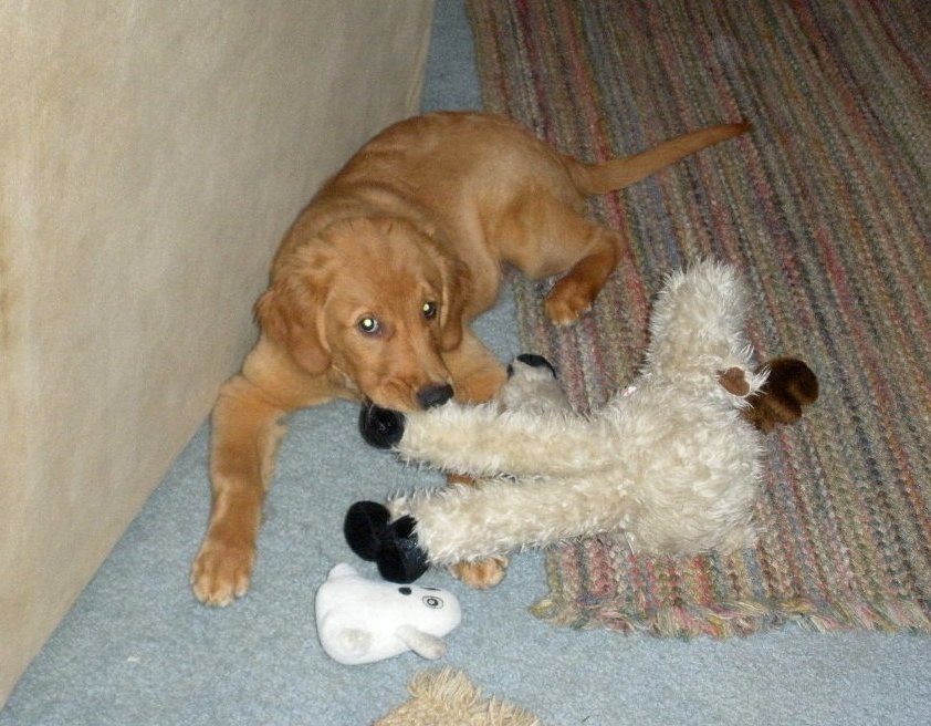 puppy with big toy