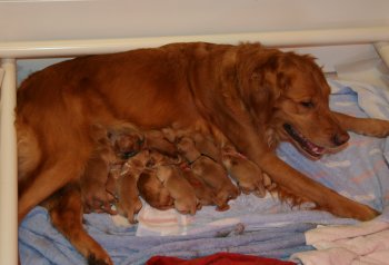 puppies with mother