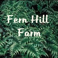 Return to Fern Hill Home Page