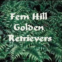 Return to Fern Hill Golden Retrievers Home Page