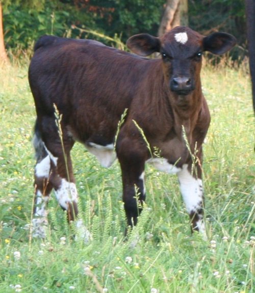 PB heifer, 6 weeks