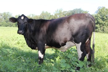 PB cow, 2.5 years