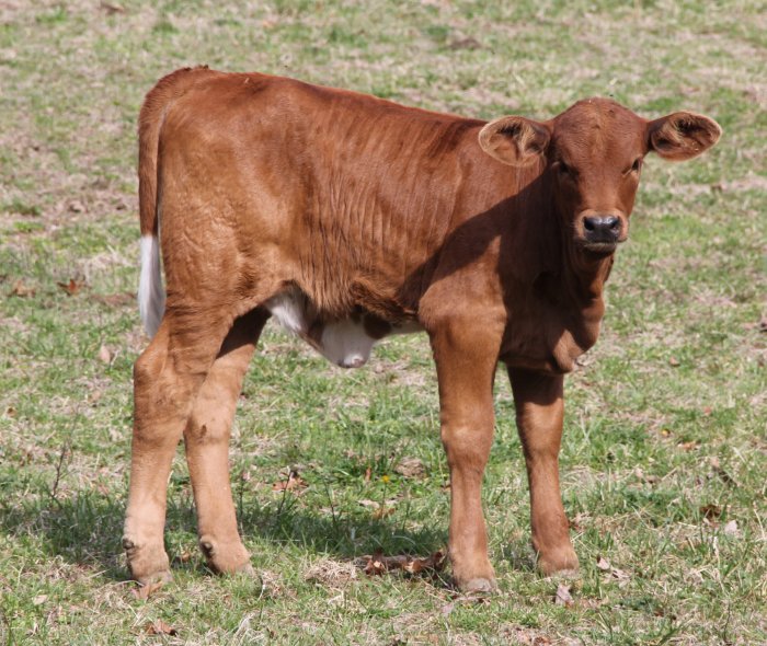 PB heifer, 6 weeks