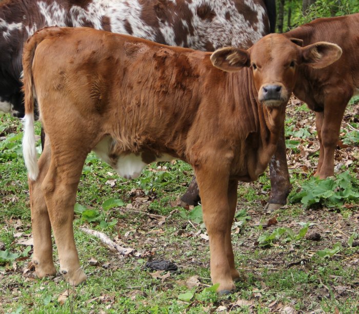 PB heifer, 2 months