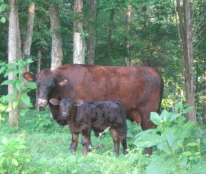 Black purebred beefmaster heifer, 2 weeks