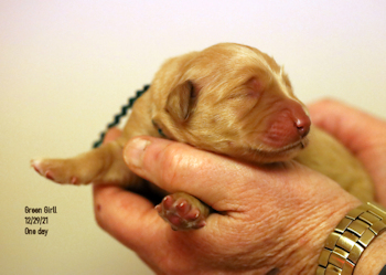1-day old puppy