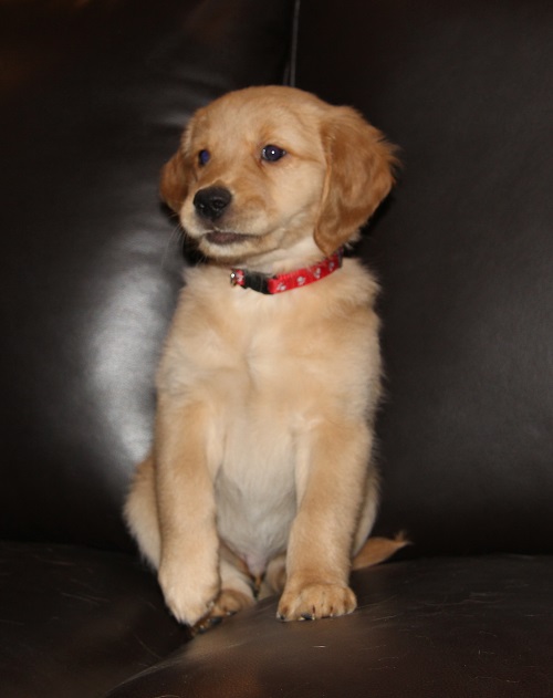 Hank, golden retriever - Dog Photo Contest