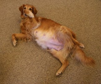 pregnant golden retriever